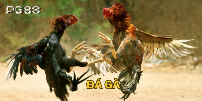 Đá gà Bí kíp chiến thắng trên các đấu trường chiến kê