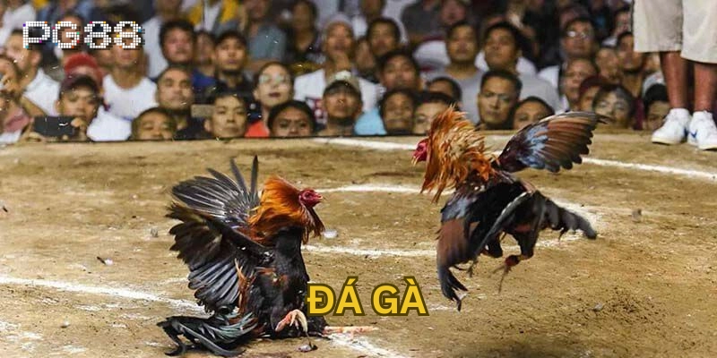 Đá gà Các hình thức Đá Gà phổ biến