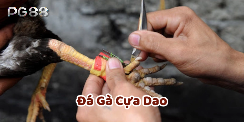 Đá Gà Cựa Dao - 6 Cách Để Bạn Dễ Dàng Thắng Lớn Tại PG88 Chuẩn bị cựa dao