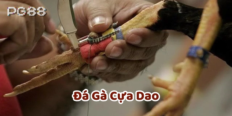 Đá Gà Cựa Dao - 6 Cách Để Bạn Dễ Dàng Thắng Lớn Tại PG88 Đá Gà Cựa Dao là gì?