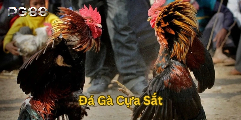 Cẩm Nang Về Đá Gà Cựa Sắt: Luật Chơi, Kỹ Thuật & Kinh Nghiệm Đá Gà Cựa Sắt có gì hấp dẫn