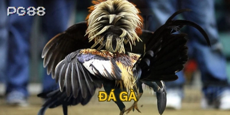 Đá gà Đá gà là gì?