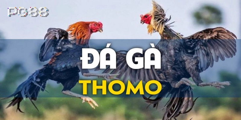 Đá Gà Thomo: Đấu Trường Của Những Chiến Kê Bất Bại Đá Gà Thomo là gì?